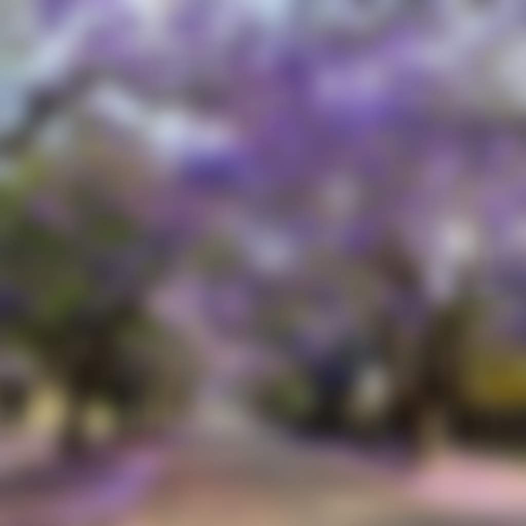 Raymond Terrace Jacarandas
