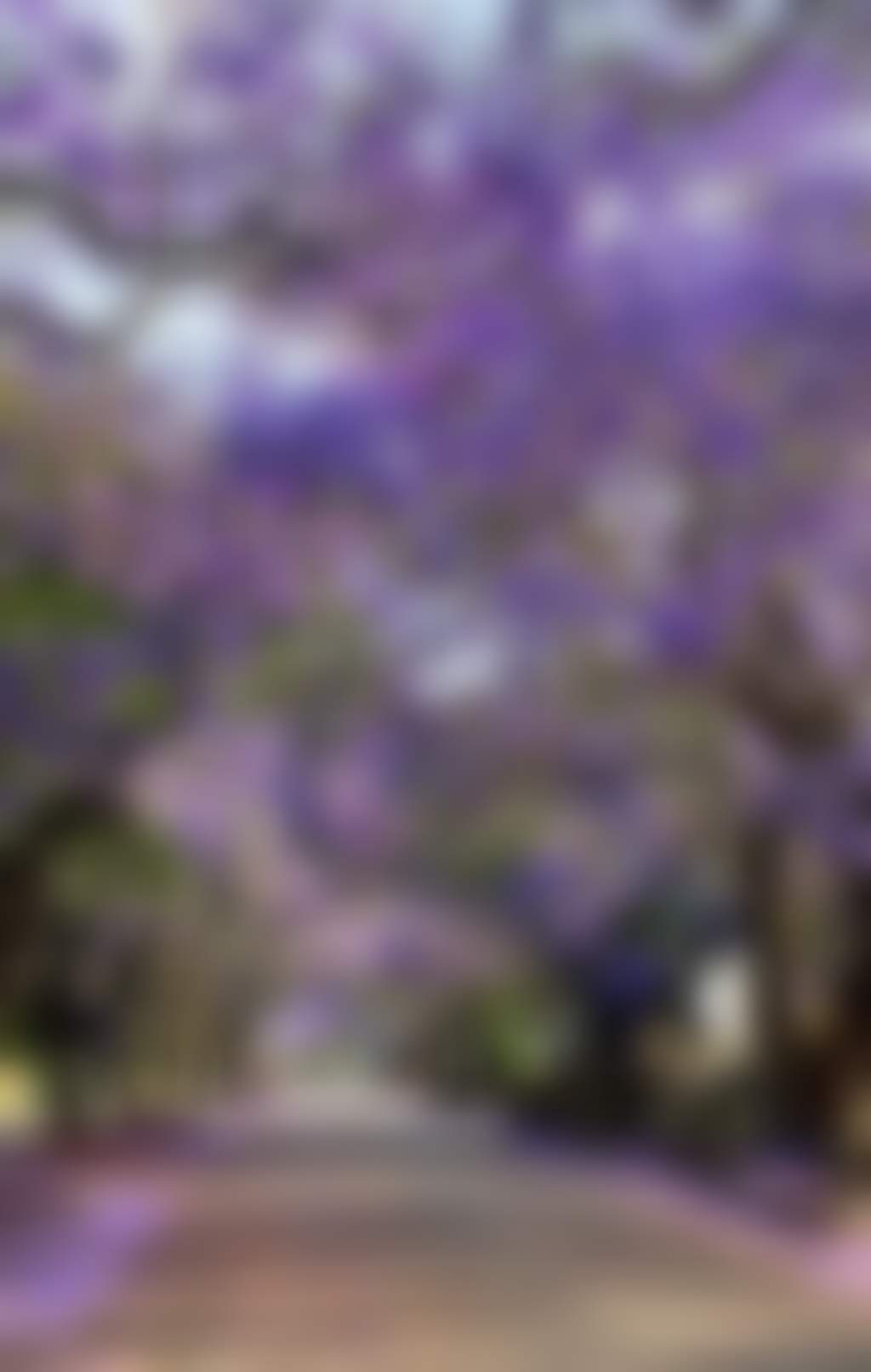 Raymond Terrace Jacarandas