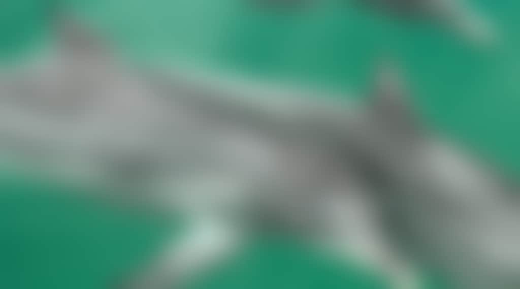 2116E29Fd6Eb918D68E57A664354B455