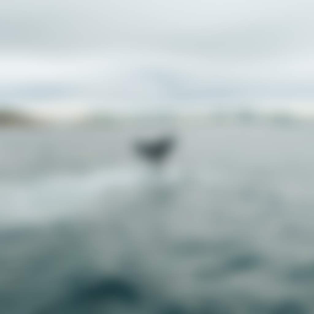 A humpback whales tail fluke breaking the surface mid dive at tomaree coastal walk