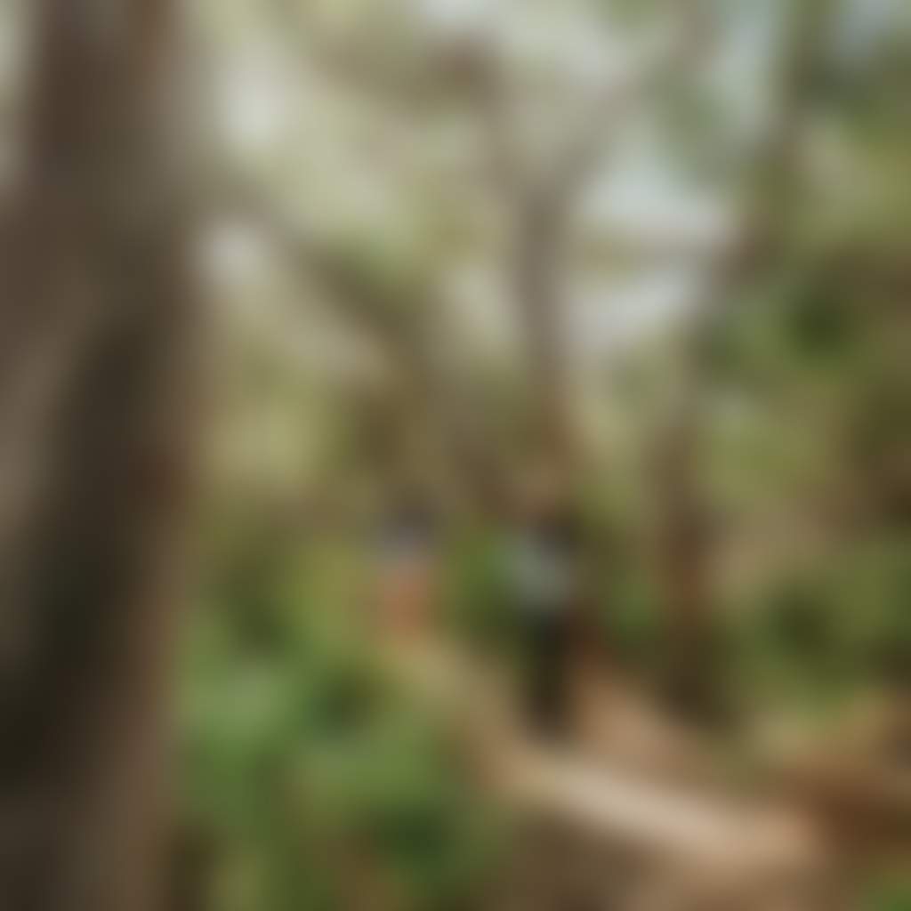 Group of people hiking a tomaree coastal walk under a canopy of gnarled pale barked eucalypts